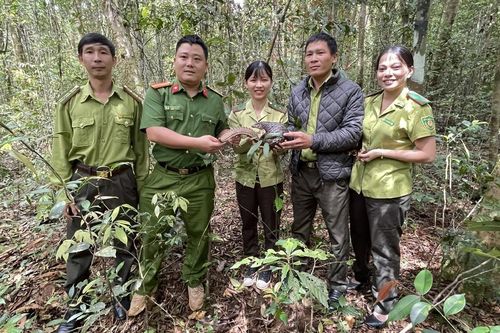 Gia Lai: Thả cá thể Tê Tê vàng quý hiếm vào Khu bảo tồn thiên nhiên Kon Chư Răng