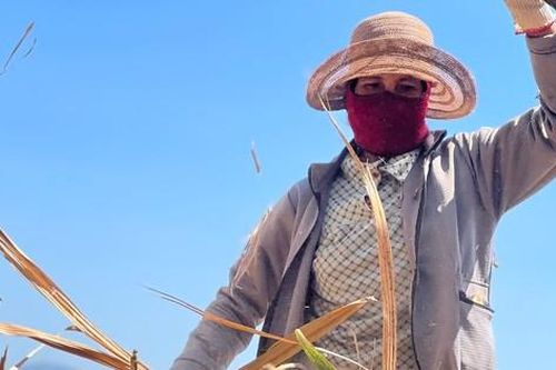 Đội nắng chặt mía thuê, kiếm tiền trăm mỗi ngày