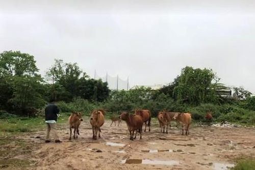 Chủ quán bê thui lùa trộm đàn bò 12 con của người dân trong đêm
