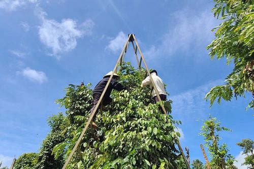 Hàng trăm người phải nhập viện cấp cứu vì tai nạn trong lúc hái tiêu