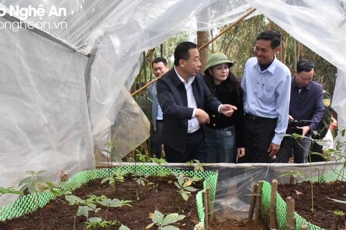 Phó Chủ tịch UBND tỉnh Nghệ An kiểm tra công tác bảo vệ rừng, trồng dược liệu dưới tán rừng