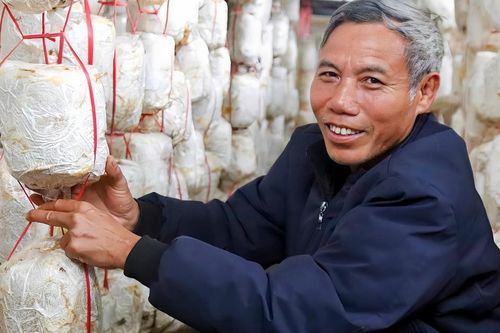 Lão nông kể chuyện làm giàu từ trồng nấm