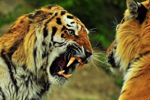 Quốc gia nào có số lượng hổ nhiều nhất trên hành tinh của chúng ta?