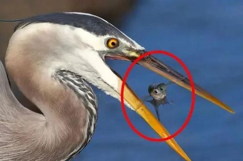Bí mật của sự tiến hóa: Tại sao chim không có răng?