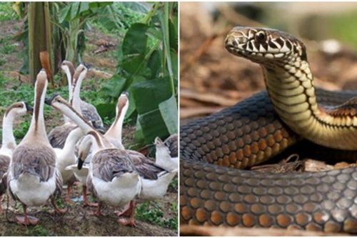 Loài động vật sở hữu 'siêu năng lực' có thể khiến rắn khiếp sợ