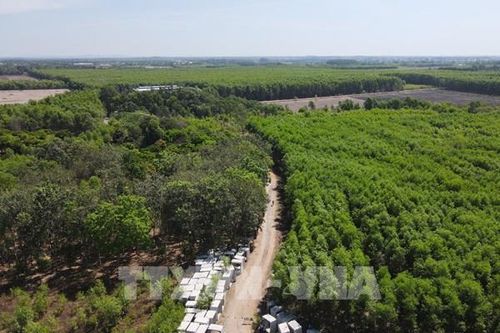 Đồng Nai chuyển đổi 32ha rừng sản xuất để xây Khu tái định cư Long Phước