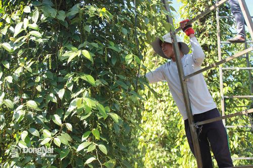 Khai thác lợi thế cây công nghiệp chủ lực
