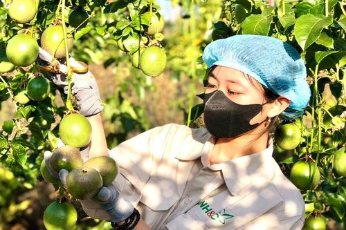 Đầu tư chế biến để tăng giá trị sản phẩm chanh dây