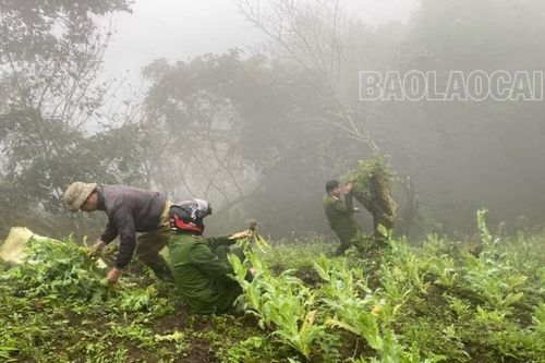 Công an xã Bản Xèo triệt phá hơn 500 cây thuốc phiện trồng giữa rừng sâu