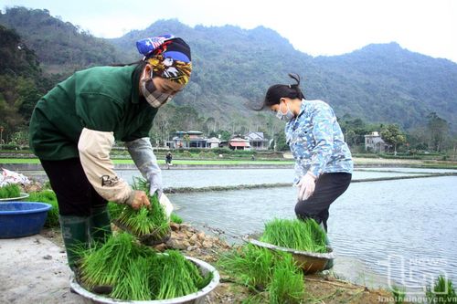 Đưa giống cây trồng chất lượng cao vào sản xuất vụ xuân