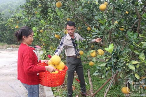 Bạt núi làm giàu