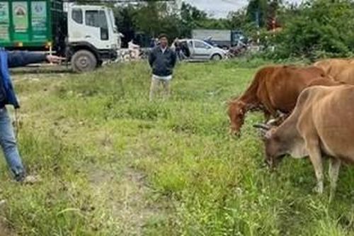 Bắt thanh niên trộm 12 con bò lúc đêm khuya