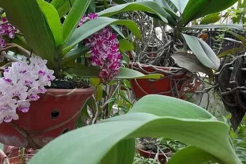 Nhân kỷ niệm Ngày Quốc tế phụ nữ (8/3): Mẹ chồng
