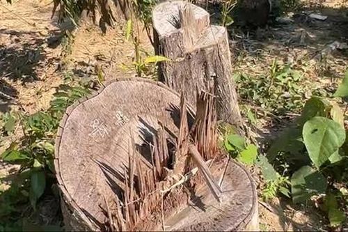 Khởi tố vụ phá rừng để thi công đường dây truyền tải của dự án thủy điện