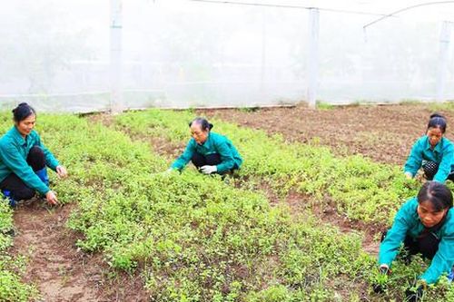 Phát triển kinh tế trang trại:Kỳ vọng là điểm sáng của nông nghiệp Hà Nội