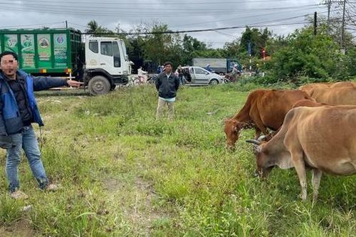 Bắt nghi phạm trộm 12 con bò của người dân trong đêm