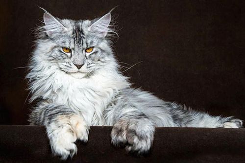 Giống mèo vương giả nhất thế giới sở hữu vẻ ngoài giống sư tử