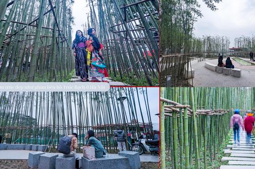 Ngắm vườn trúc độc đáo ngay giữa lòng Thủ đô