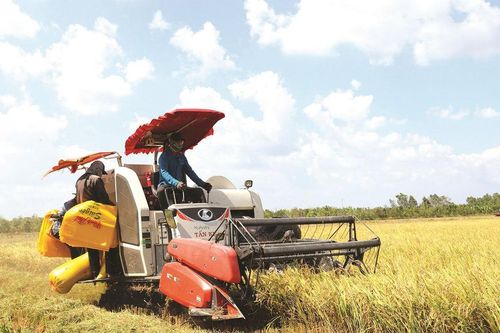 Đẩy mạnh sản xuất, kinh doanh, xuất khẩu lúa, gạo bền vững