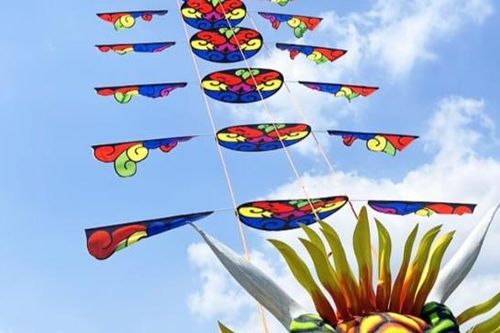 Diều rồng vàng 100 mét sẽ xuất hiện trên cánh đồng Sông Ray