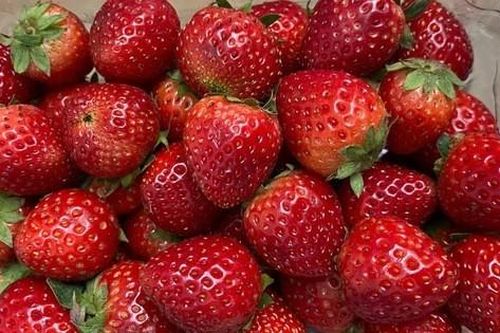 Dâu tây Sơn La vào chính vụ, giá siêu rẻ