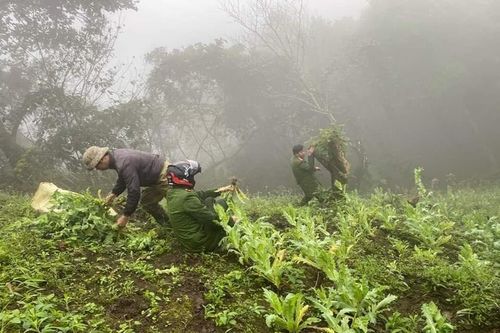 Lào Cai: Phát hiện, triệt phá hơn 500 cây thuốc phiện trồng trái phép giữa rừng sâu