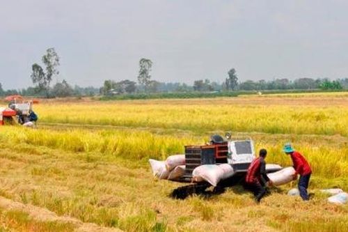 Đẩy mạnh sản xuất, kinh doanh, xuất khẩu lúa, gạo bền vững