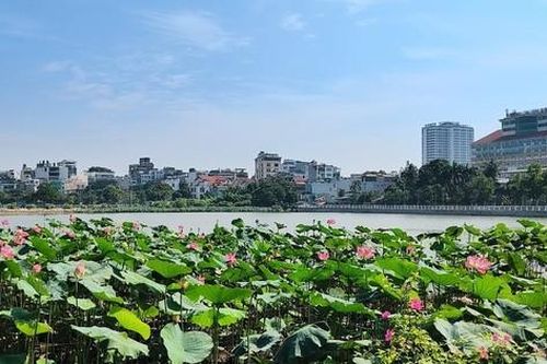 Đấu giá cho thuê 35.000m2 đất tại Tây Hồ