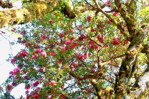 Lạc bước trong rừng đỗ quyên cổ thụ trên đỉnh Tây Côn Lĩnh