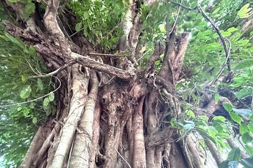 Hai cổ thụ trăm năm đứng ôm nhau vừa được công nhận 'cây di sản' ở Bình Dương