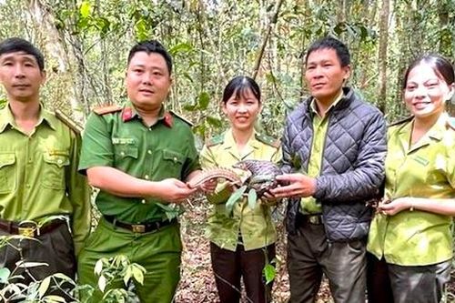 Quảng Ngãi: Phát hiện tê tê vàng quý hiếm bò ngang đường