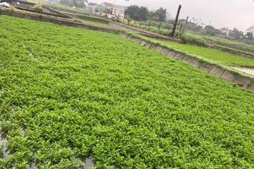Nhớ mùa rau cần nước, món nộm cá lóc thơm lừng đẫm hương quê