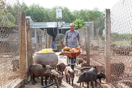 Anh nông dân nuôi con 'đặc sản' theo kiểu chả tốn tiền chi phí, nào ngờ thu lãi 100 triệu