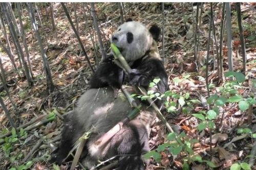 'Ăn chay' như gấu trúc vẫn không thoát nổi 'kiếp béo', cuối cùng các nhà khoa học cũng tìm được ra nguyên nhân thực sự