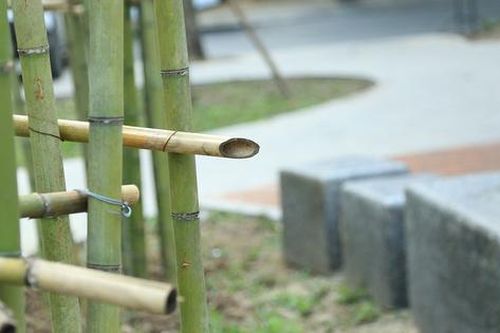 'Rừng trúc' bên hồ Trúc Bạch: Nhiều thanh trúc nhọn đầu có thể gây nguy hiểm