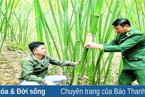 Vầu Đắng – Cây thoát nghèo ở Yên Khương