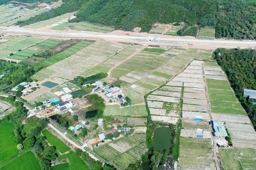 Vụ thu hoạch tỏi ở Vạn Ninh