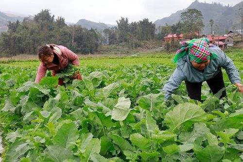 Nông dân thu nhập cao từ cây vụ đông