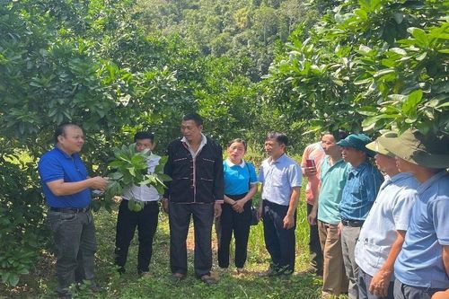 Sẽ chuyển đổi hơn 330 ha đất trồng lúa kém hiệu quả sang cây trồng khác trong năm 2024