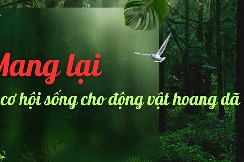Mang lại cơ hội sống cho động vật hoang dã