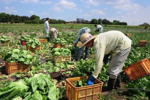 Nhật Bản sử dụng AI để ứng phó với hạn hán