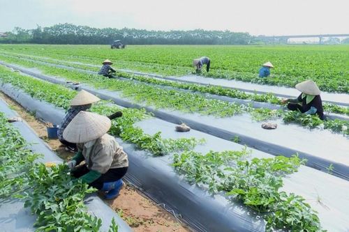 Thái Bình: Nông nghiệp tiếp tục là trụ đỡ của nền kinh tế