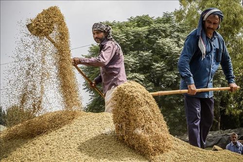 Ấn Độ chú trọng bảo vệ nông dân và điều tiết nông nghiệp