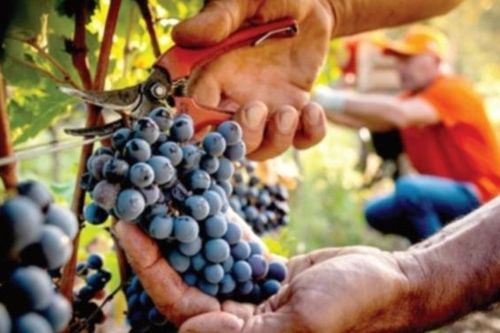 Luật mới của Italy đề cao vai trò của nông dân