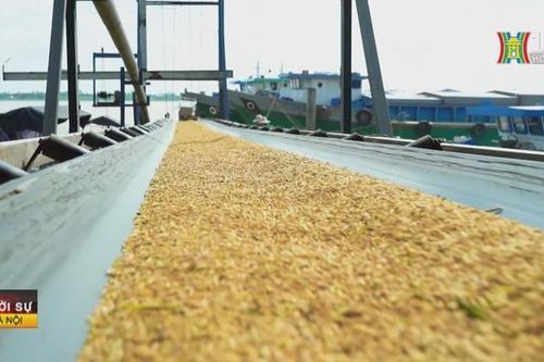 Đẩy mạnh sản xuất, kinh doanh lúa, gạo bền vững