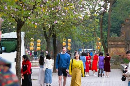 Ngắm hoa ban khoe sắc trên đường phố Hà Nội, người dân xúng xính váy áo 'check in'