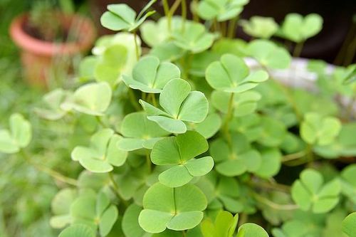 Rau bợ nước mọc hoang chữa nhiều bệnh