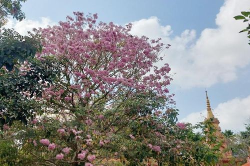Chiêm ngưỡng những cây kèn hồng hơn 50 tuổi ở Sóc Trăng