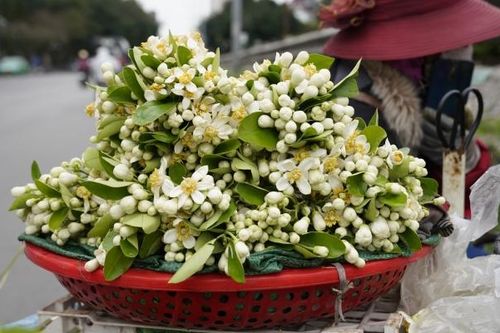 Hoa Bưởi đầu mùa thơm ngát, giá nửa triệu đồng/kg vẫn hút người mua