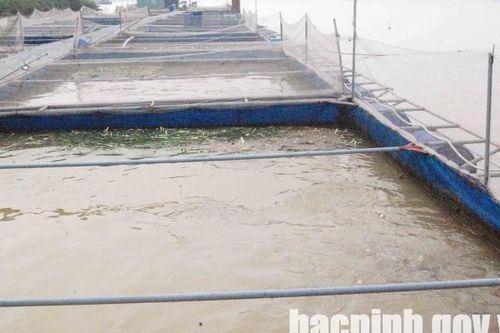 Tổng sản lượng thủy sản toàn tỉnh Bắc Ninh ước đạt 9.957 tấn, tăng 1,3% so với cùng kỳ